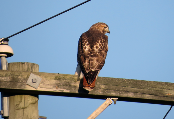 Red-tailed Hawk by Ventures Birding